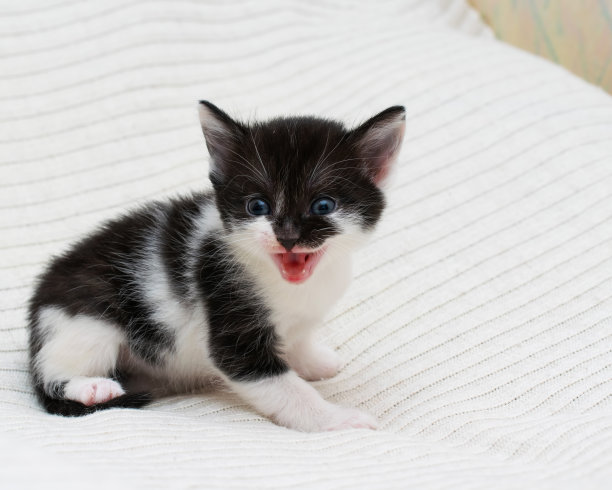 两个小家在格子呢上。图片下载