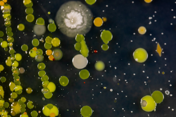 霉菌美丽，菌落特性的培养培养基板从实验室微生物。图片下载
