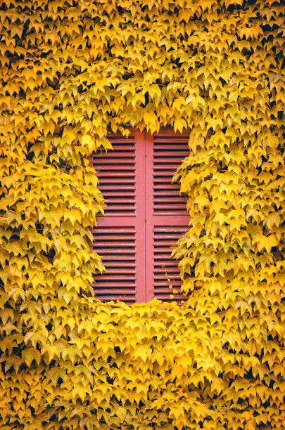 有紧闭窗户和常春藤的墙图片下载