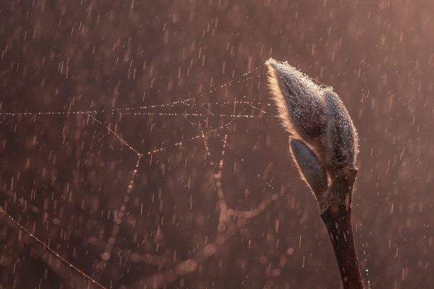 粉红色的木兰花蕾，带着蜘蛛网和雨滴。日落背光素材图片