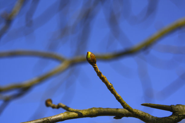 在春天开花的植物和花图片下载