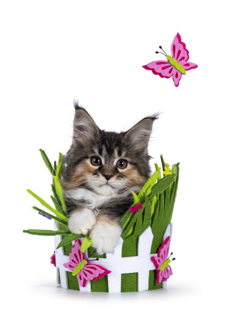 春天里白色的缅因猫图片下载