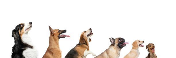 可爱的小狗或宠物看起来快乐孤立在白色的背景。工作室photoshots。创意拼贴不同品种的狗。你的广告传单。图片下载