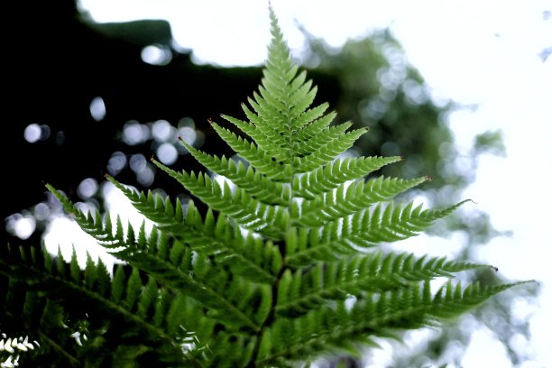 在有选择性聚焦的热带蕨类植物的叶子和枝条生长在有阳光的花园中图片下载