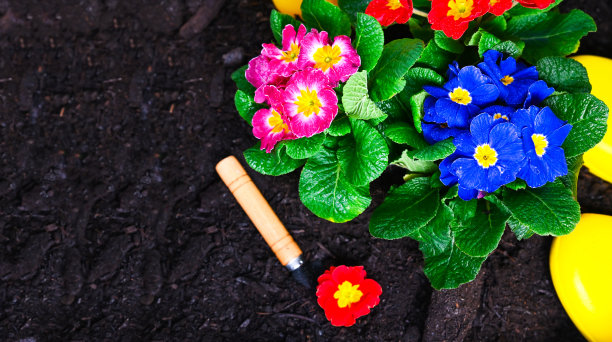 春天在家里的花园里种花。地上的樱草花有不同鲜艳的颜色。园艺的概念图片下载