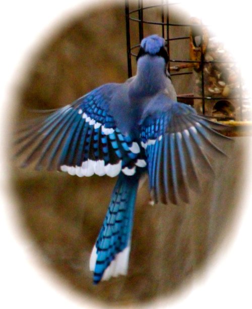 飞翔的蓝松鸦图片下载