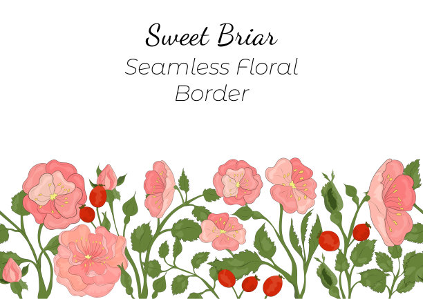 无缝边界与手绘玫瑰图片下载