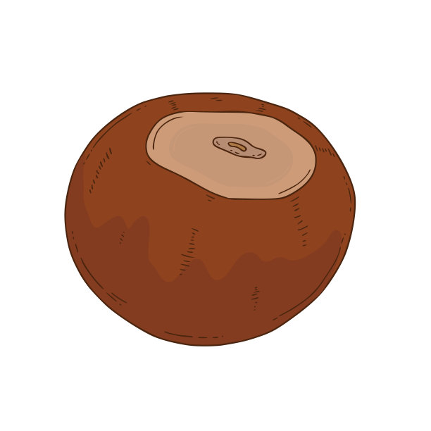 矢量坚果图标在孤立的背景。坚果的类型-澳洲坚果。手绘健康零食。图片下载