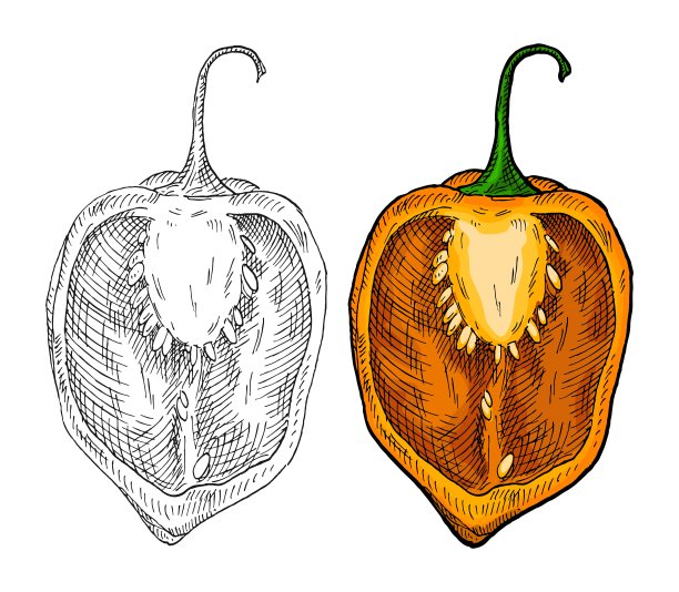 胡椒哈瓦那人一半。复古孵化矢量插图。图片下载