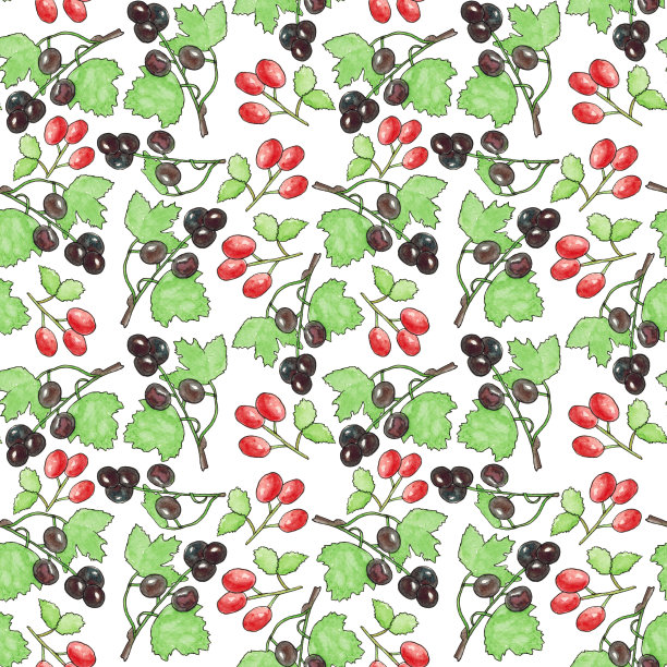 无缝模式与黑加仑和玫瑰在白色的背景。图片下载