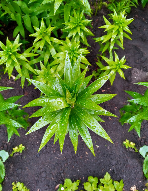 雨后的百合叶子上有水滴。图片下载