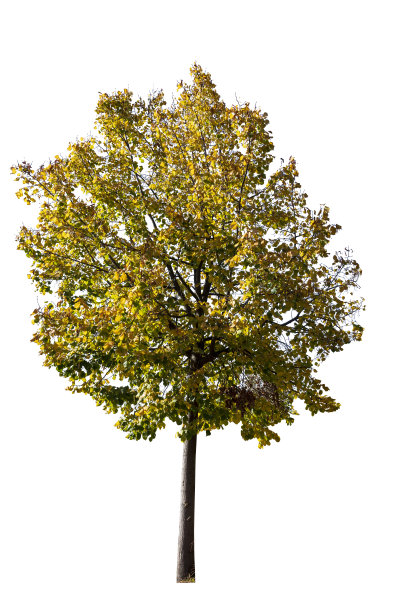 孤立的树在白色的背景图片下载