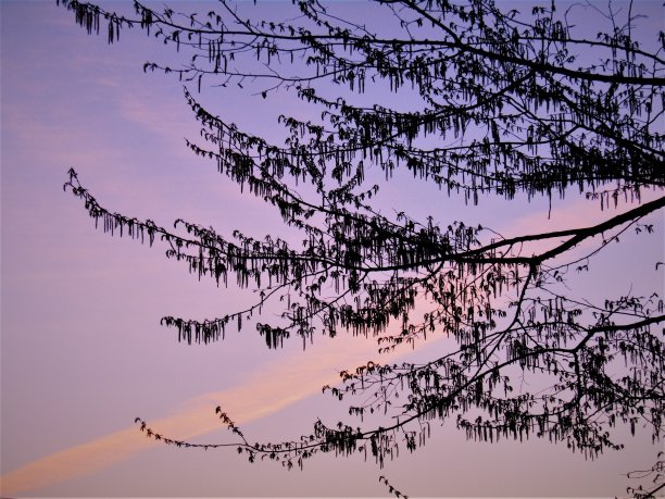 日本。3月。春天。戏剧性的日出在紫色。图片下载