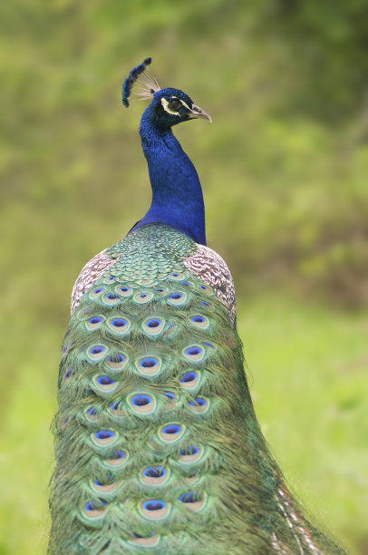 在绿色的背景上，有长羽毛尾巴的雄性孔雀向后看图片下载