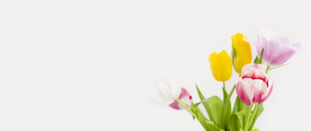 一束孤立在白色背景上的郁金香。明亮的日光，眩光。春天的概念。母亲节的横幅图片下载