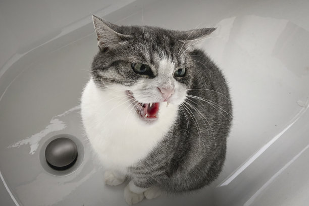 愤怒的猫图片下载