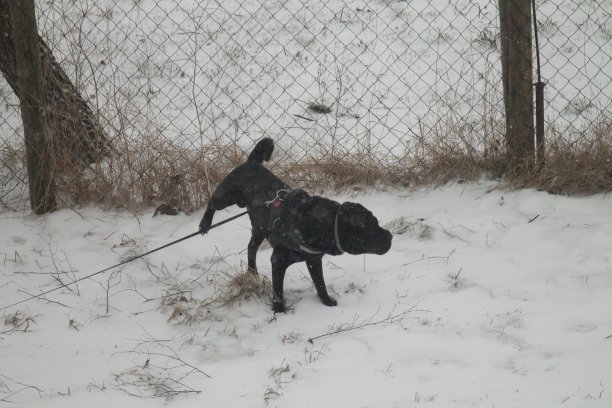 狗狗科索图片下载