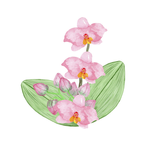 手绘水彩粉红兰花孤立在白色的背景。图片下载