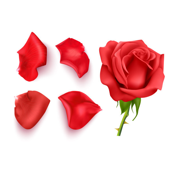 设置粉红色的玫瑰花瓣特写在一个白色图片下载