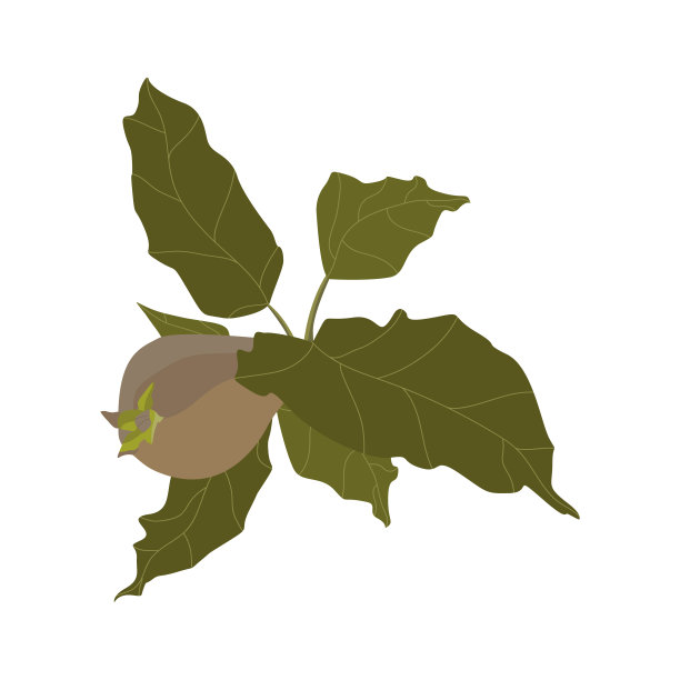 树枝上的榅桲果实。白色背景上的成熟果实和叶子。孤立的元素。矢量图图片下载