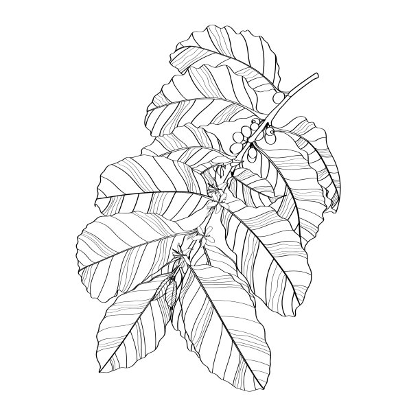 咖啡树线咖啡分支图片下载