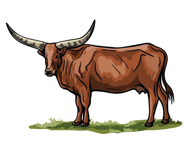 饲养牲畜。牛吃草。矢量插图孤立的白色背景图片下载