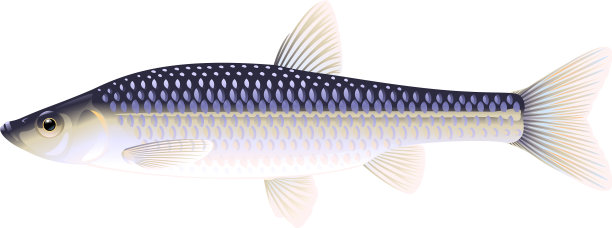 石摩洛科鱼孤立图片下载