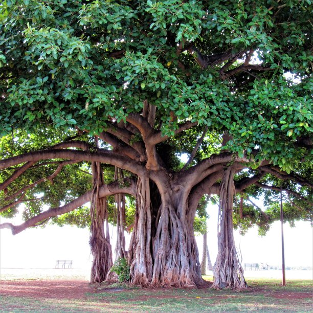 有根藤的榕树图片下载