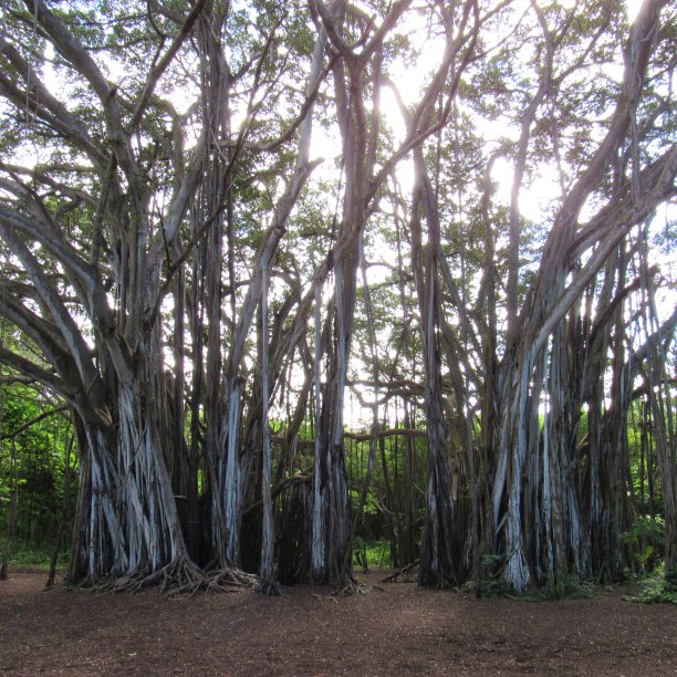 有根藤的榕树图片下载