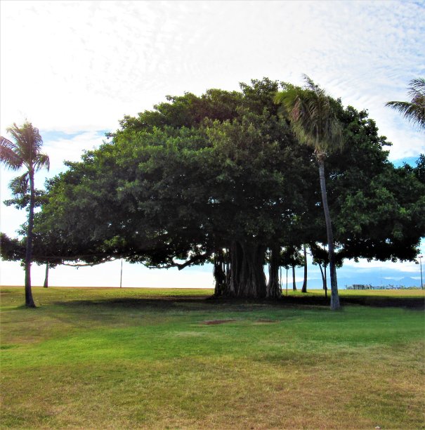 有根藤的榕树图片下载