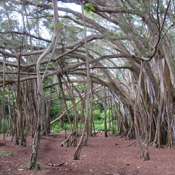 有根藤的榕树图片下载