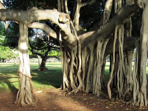 有根藤的榕树图片下载