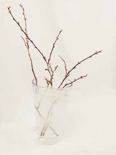 分支与味蕾图片下载