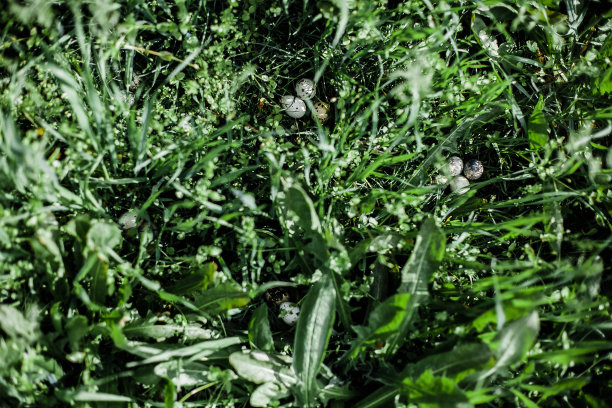 鹌鹑蛋在绿草的背景。复活节假期的概念。美丽的生活与鹌鹑蛋在自然的背景。健康食品的概念。俯视图图片下载