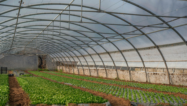 温室蔬菜图片下载