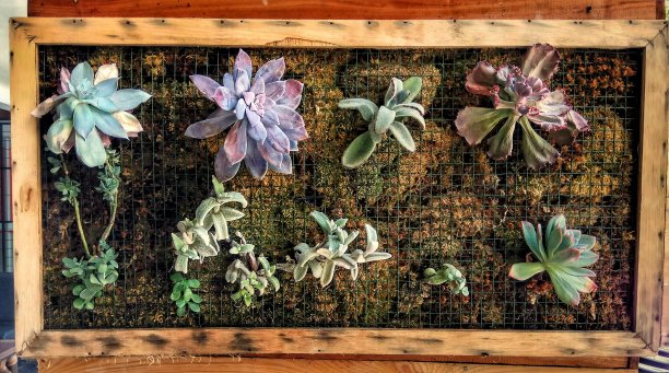 装饰植物图片下载