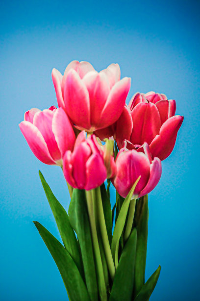 粉色郁金香花图片下载