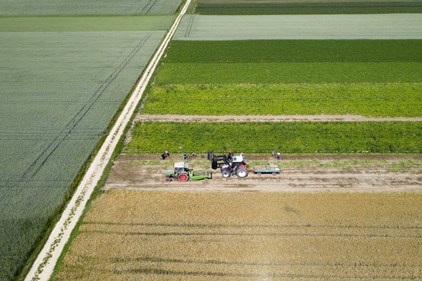 马铃薯收获鸟瞰图图片下载