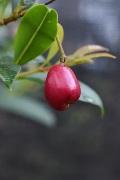 佛罗里达樱桃近距离观察独生女图片下载