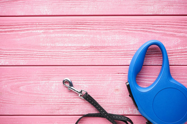 蓝色可伸缩的狗链，木制的粉色背景，文字空间。平的。图片下载