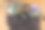 把盛开的紫罗兰移栽到新盆里。图片下载