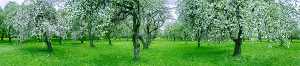 春天的果园里，白色的苹果树开花，美丽的风景图片下载