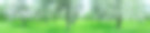 春天的果园里，白色的苹果树开花，美丽的风景图片下载