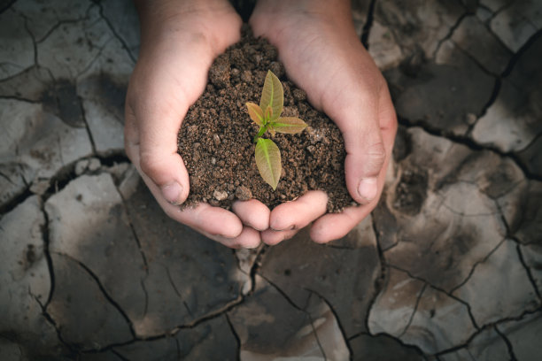环境地球日在树木的手中生长幼苗。女性手握树，图片下载