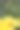 灿烂的阳光花，黄，宏，图片下载