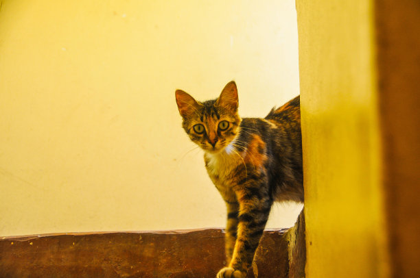 家庭生活的猫图片下载