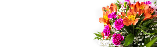 白色背景上的花组成图片下载