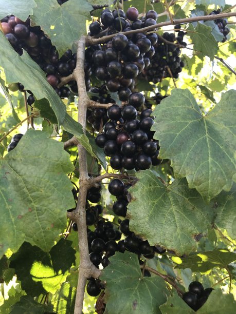 葡萄园图片下载