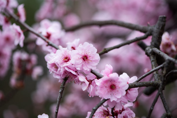粉红色的梅花在春天盛开图片下载
