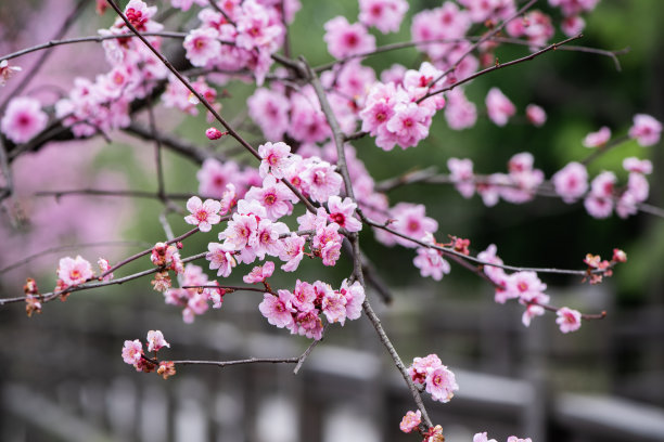 粉红色的梅花在春天盛开图片下载